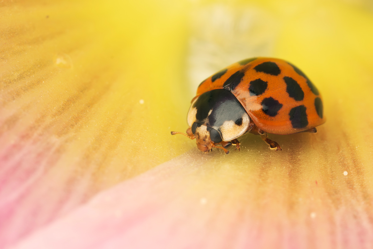 Harlequin Ladybird 3